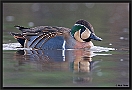 Siberische Taling, Baikal Teal, Anas formosa Location: Almelo, the Netherlands siberische taling MG 2707 kopie